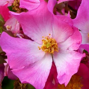 Róże ogrodowe - róże okrywowe - różowy  - Rosa  Fil des Saisons ® - - - Ann Velle Boudolf - Przykrycie gleby w szczególnym kolorze, które ciągle kwitnie. Jej długie pędy uginają się pod masą kwiatów.
